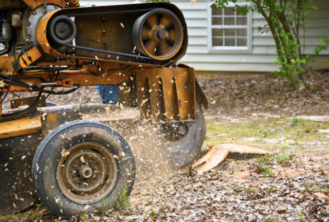 stump removal in Ione