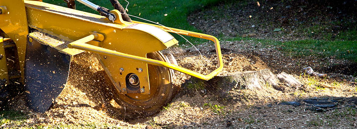 OR Stump Removal